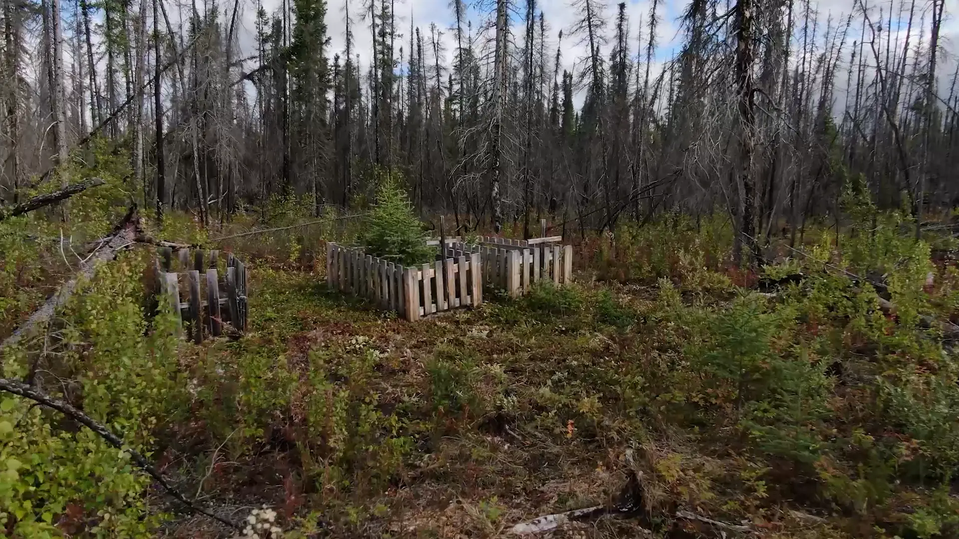Three graves marked by white picket fences sit in the brush, being slowly overgrown by nature.